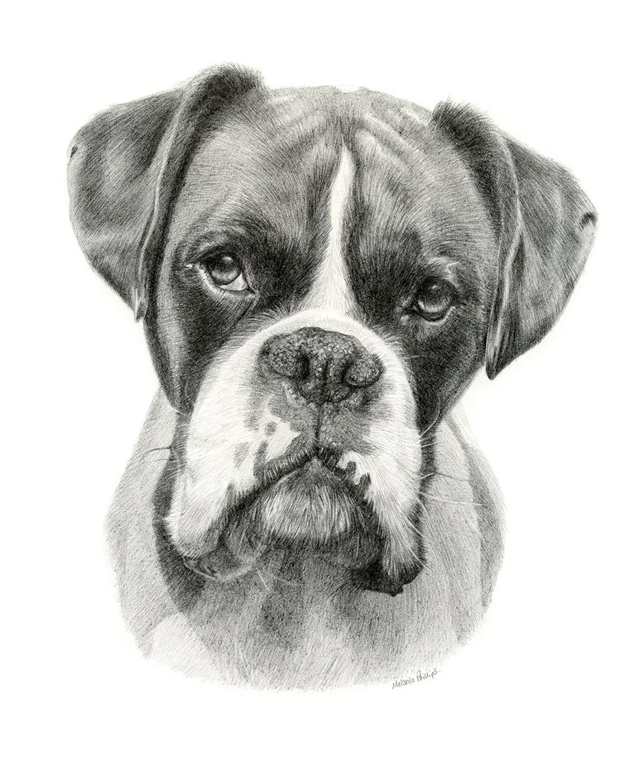 Boxer Pet Portraits