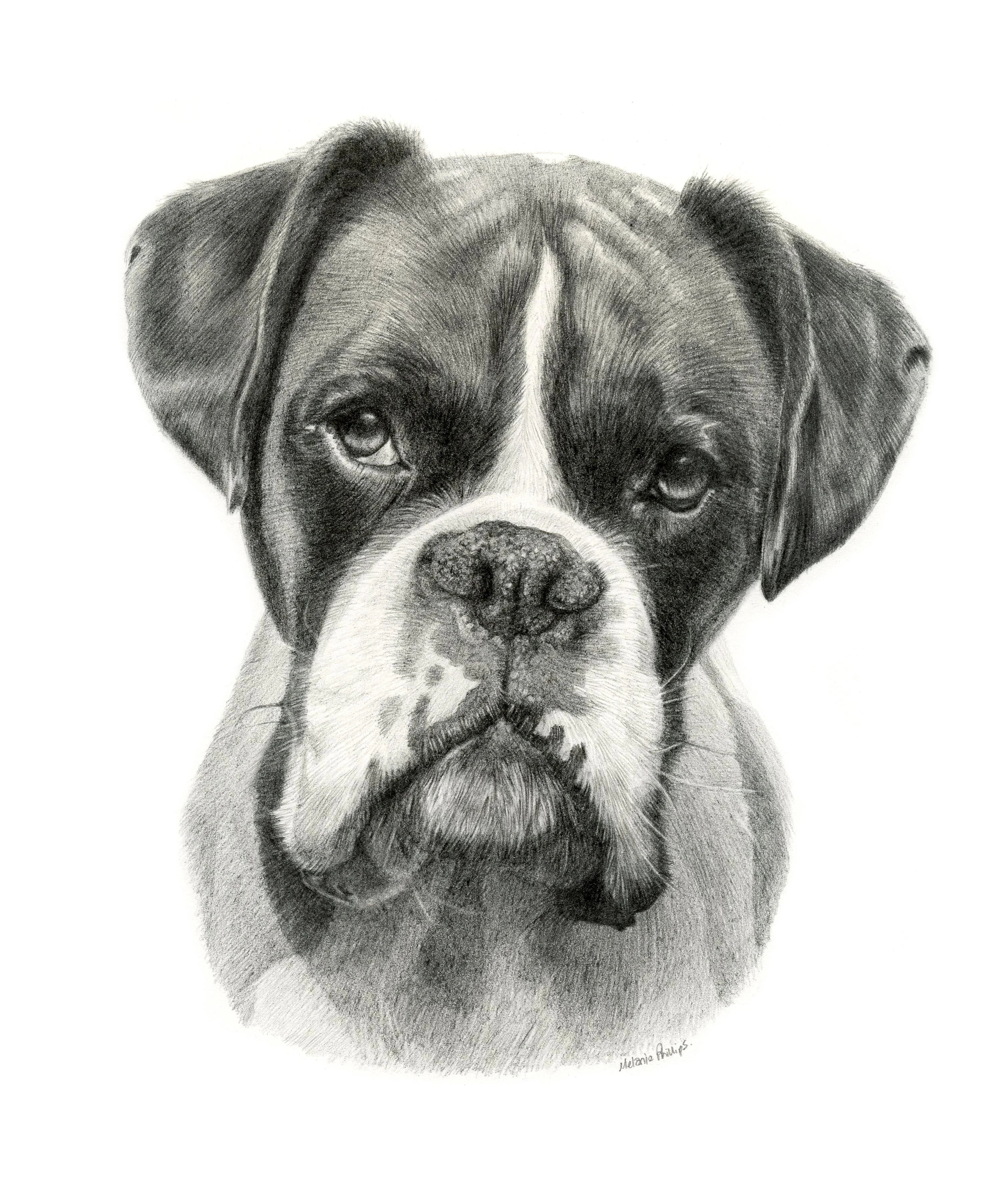 Boxer Pet Portrait by Melanie Phillips