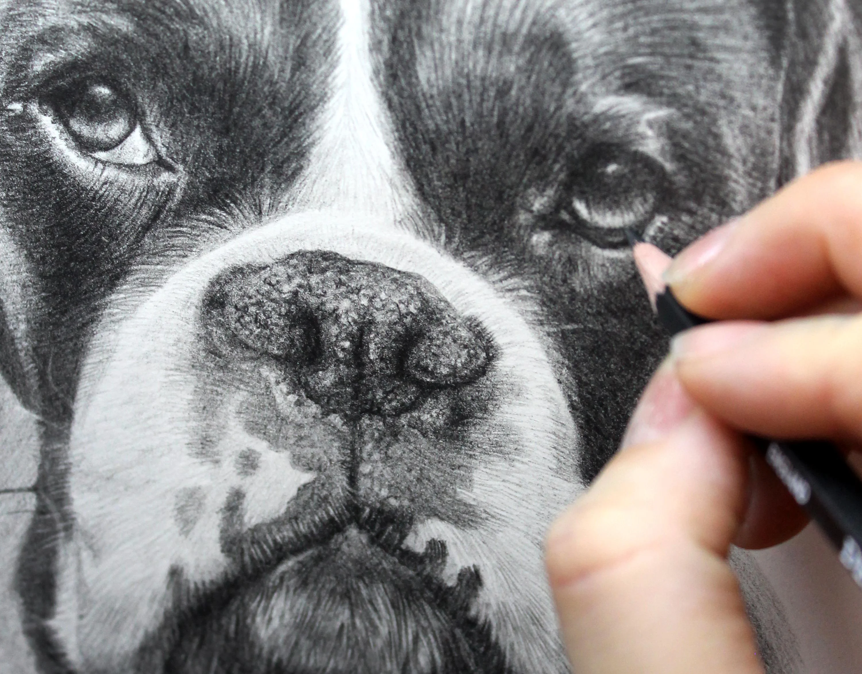 Pencil Portrait of a Boxer