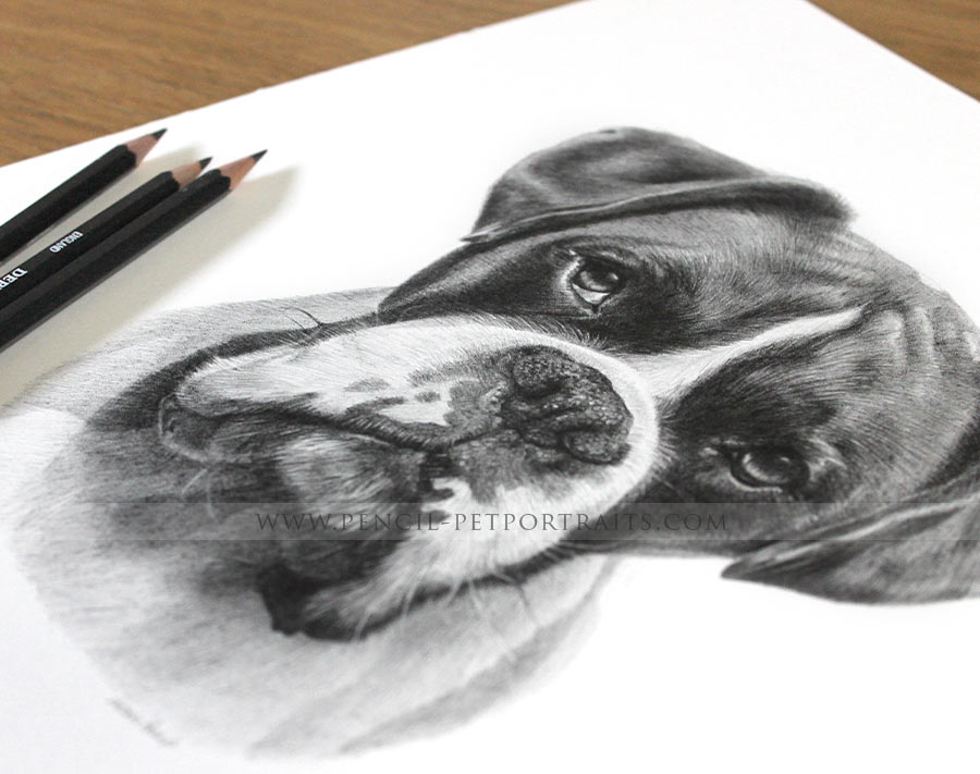 Pencil Portrait of a Boxer
