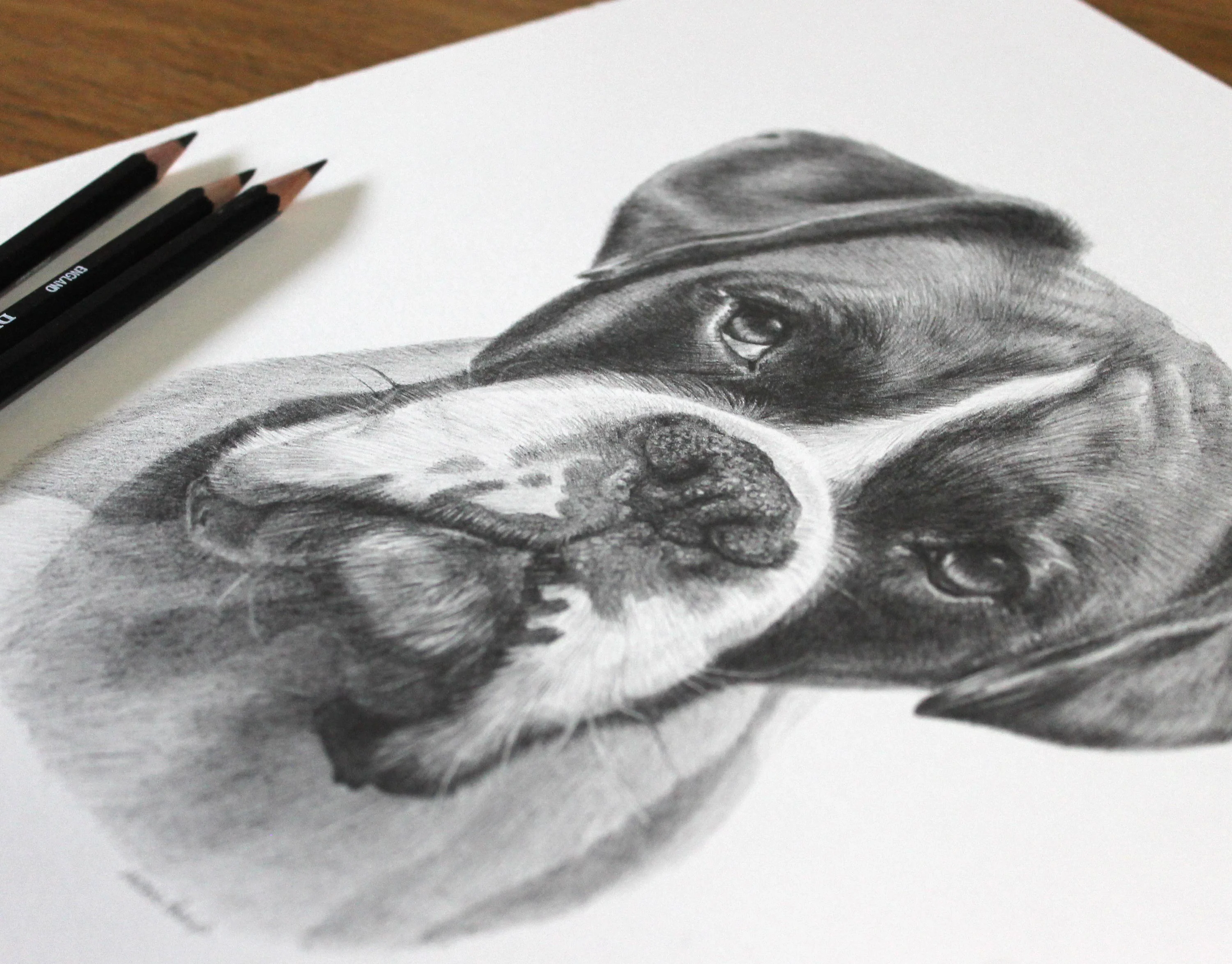 Pencil Portrait of a Boxer