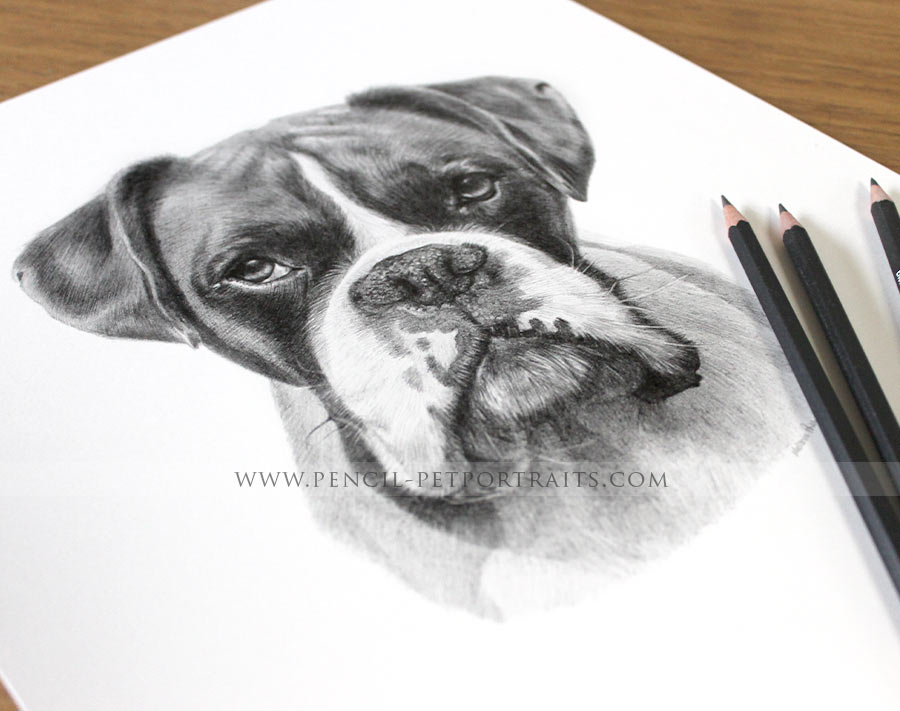 pet portraits