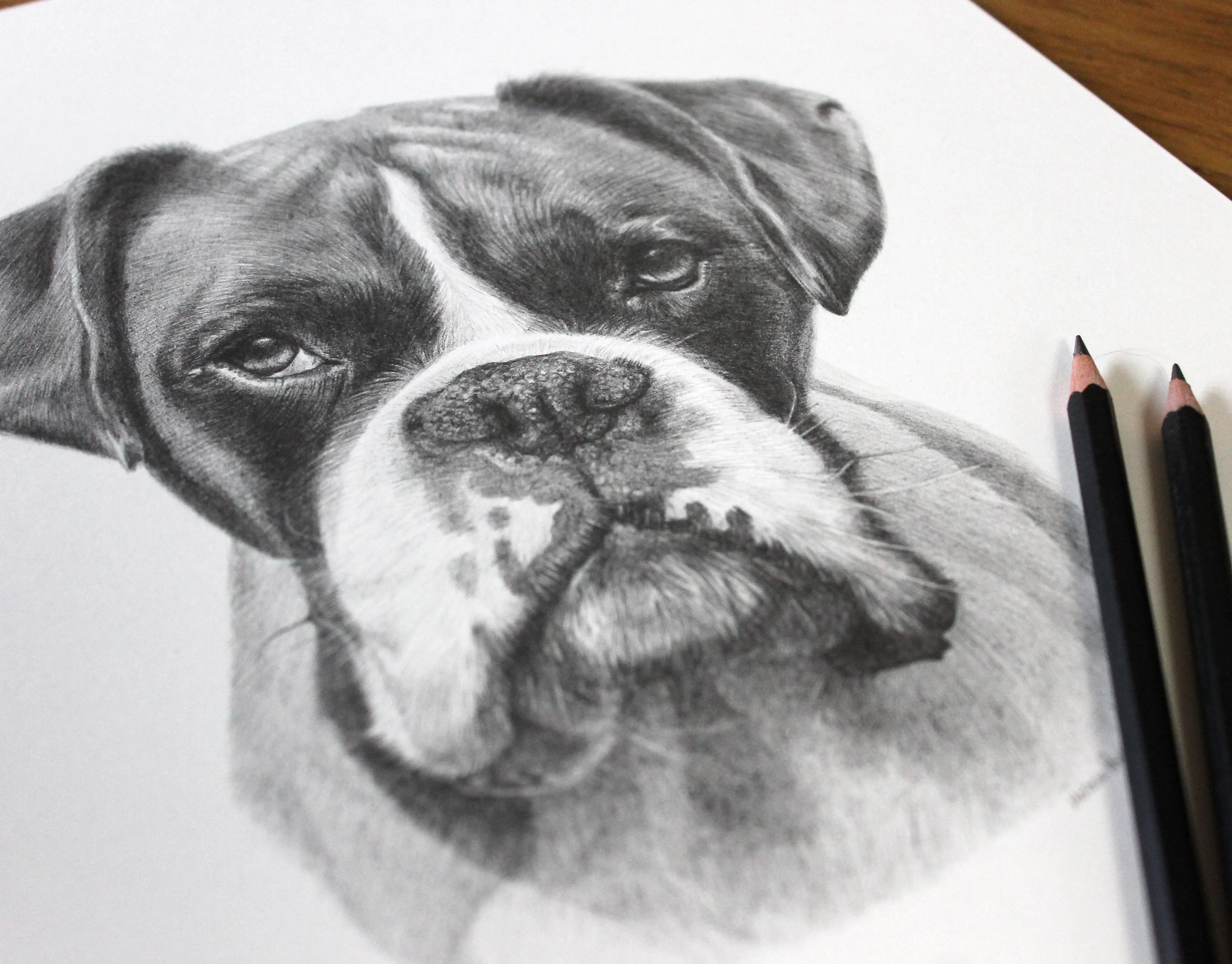 Pet Portraits