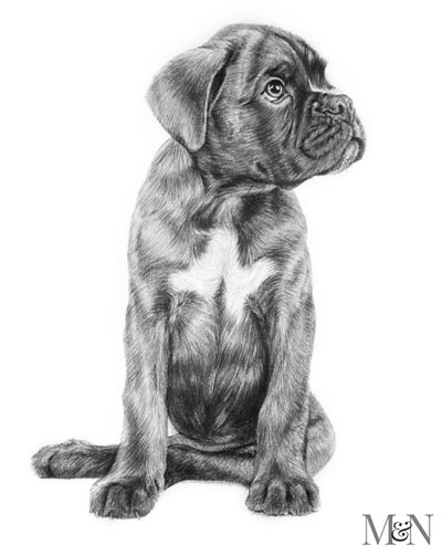 dog pencil sketch