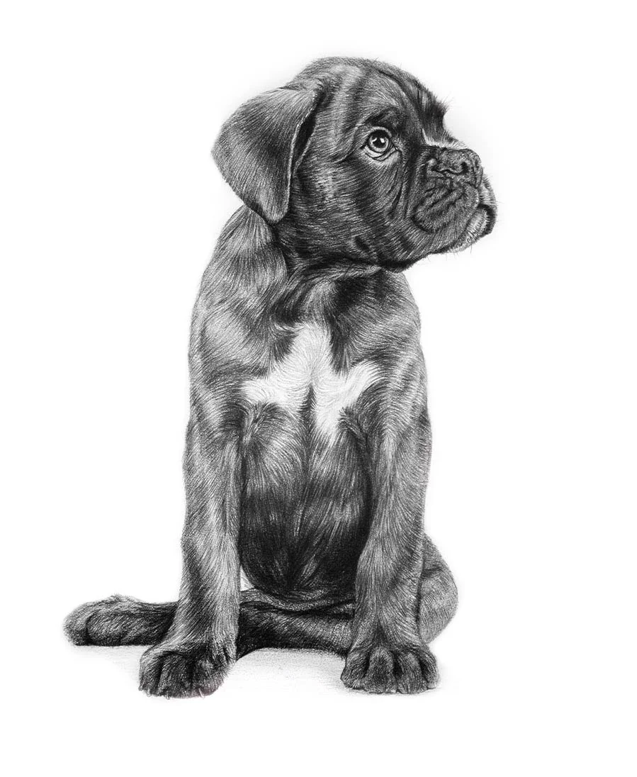 Realistic custom pencil portrait of a Boxer dog.