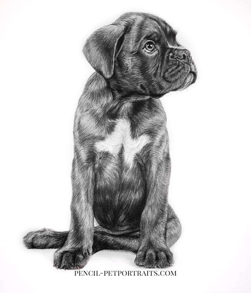 Boxer Pencil Drawings for Pet Food Branding