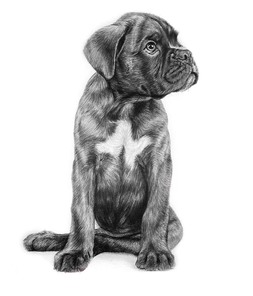 Boxer Logo Artwork by Melanie Phillips