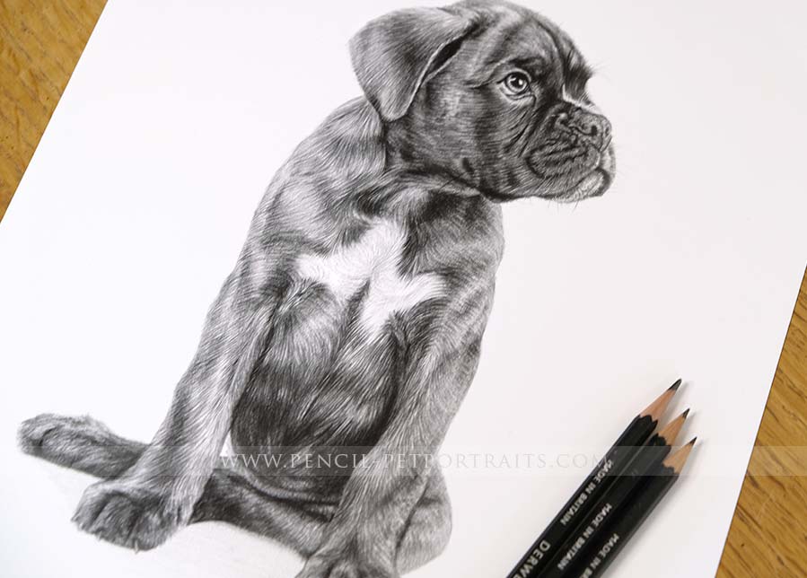 Boxer Pencil Portrait