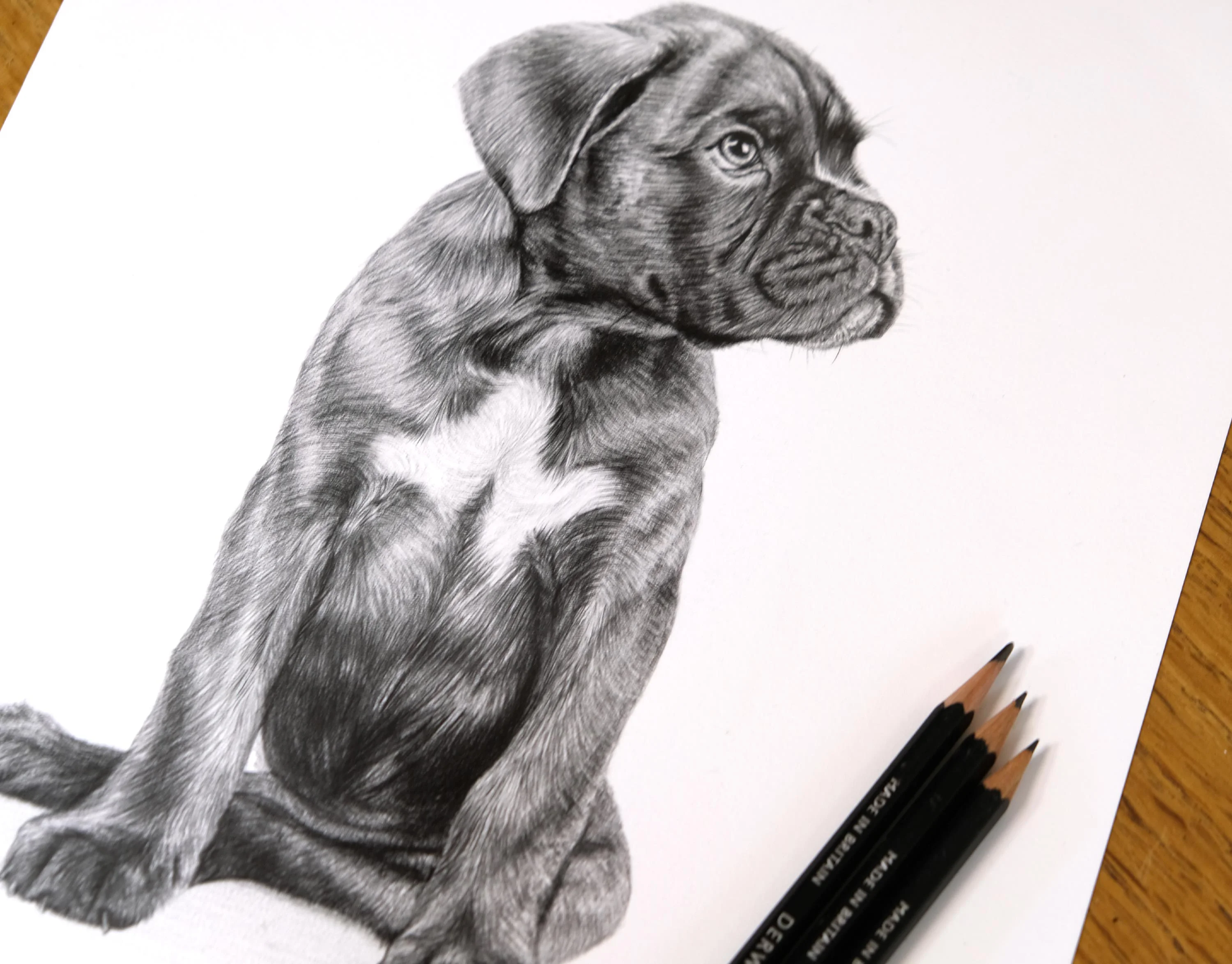 Boxer Pencil Portrait