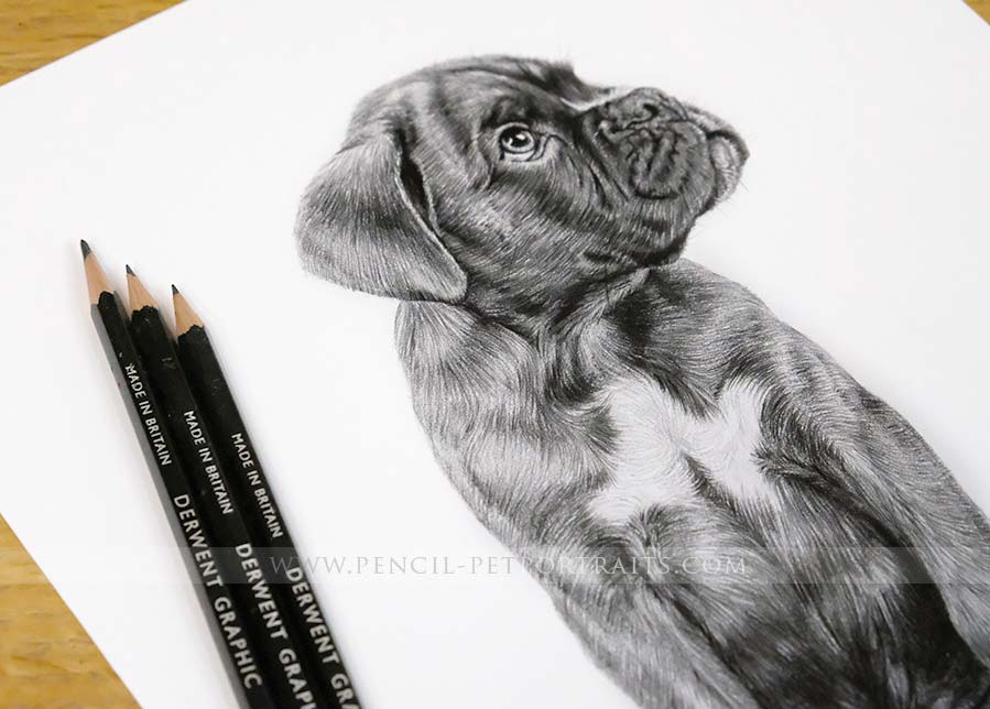 Boxer Pencil Portrait