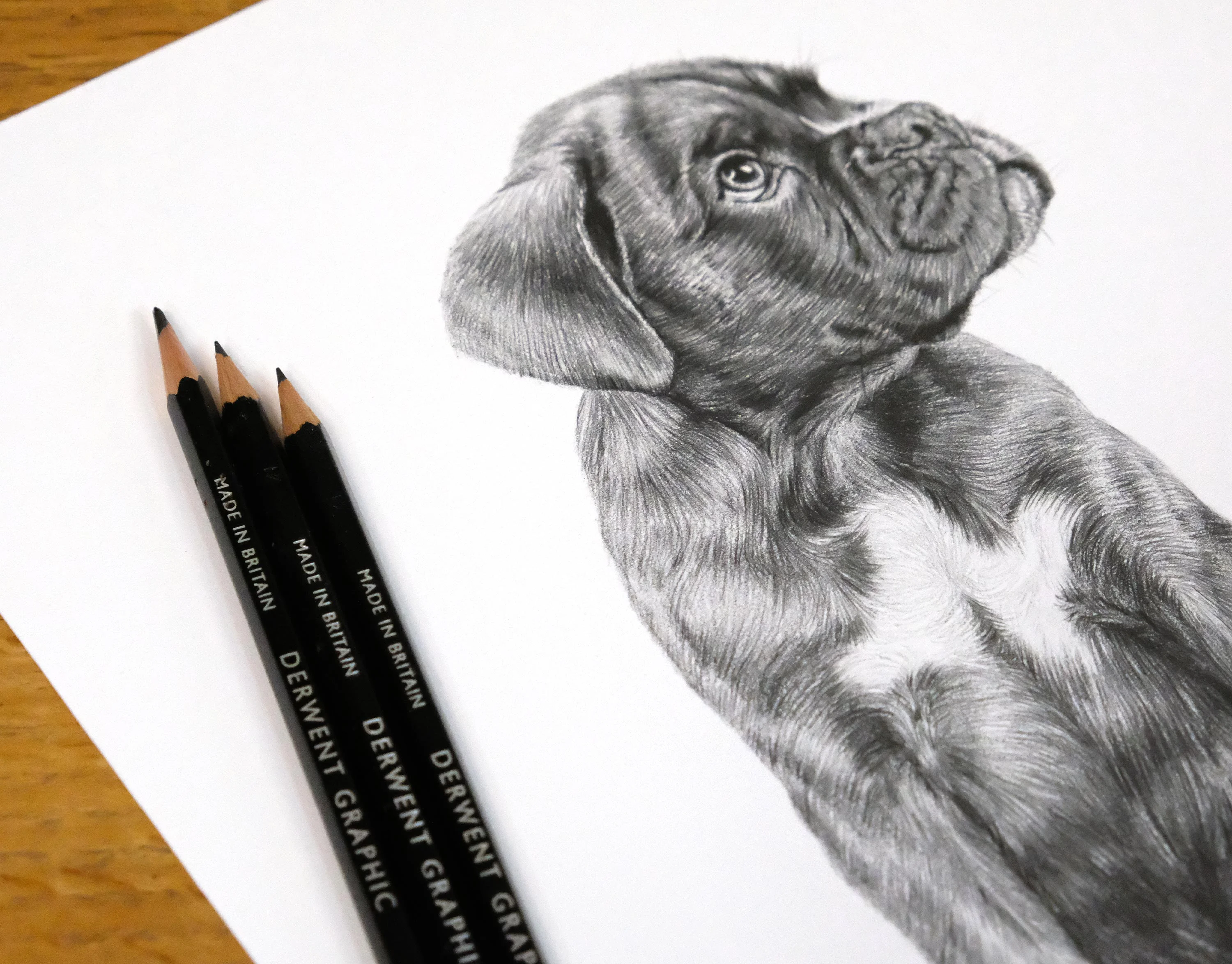 Boxer Pencil Portrait