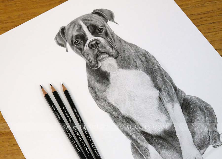 Boxer Pencil Portrait