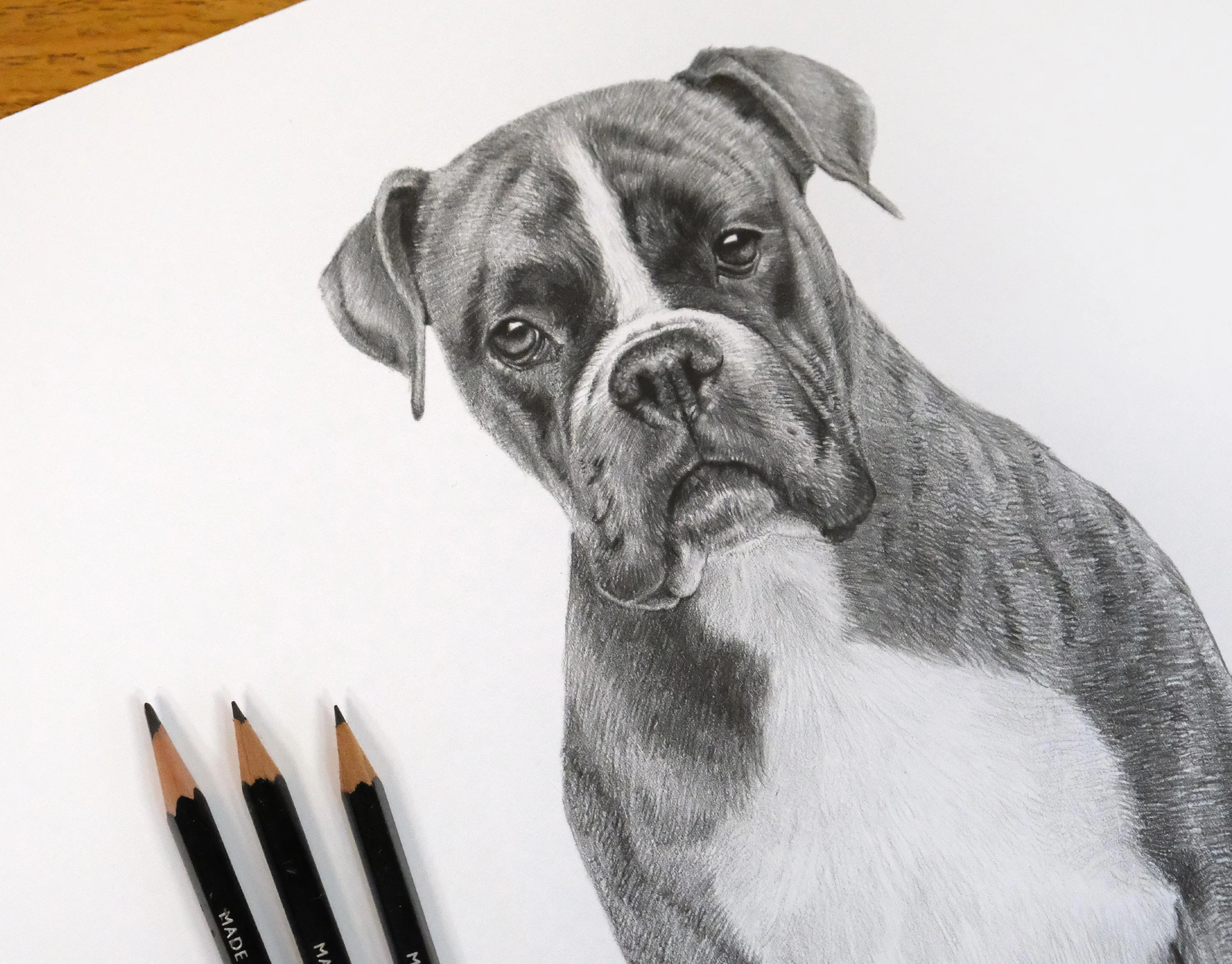 Boxer Pencil Portrait