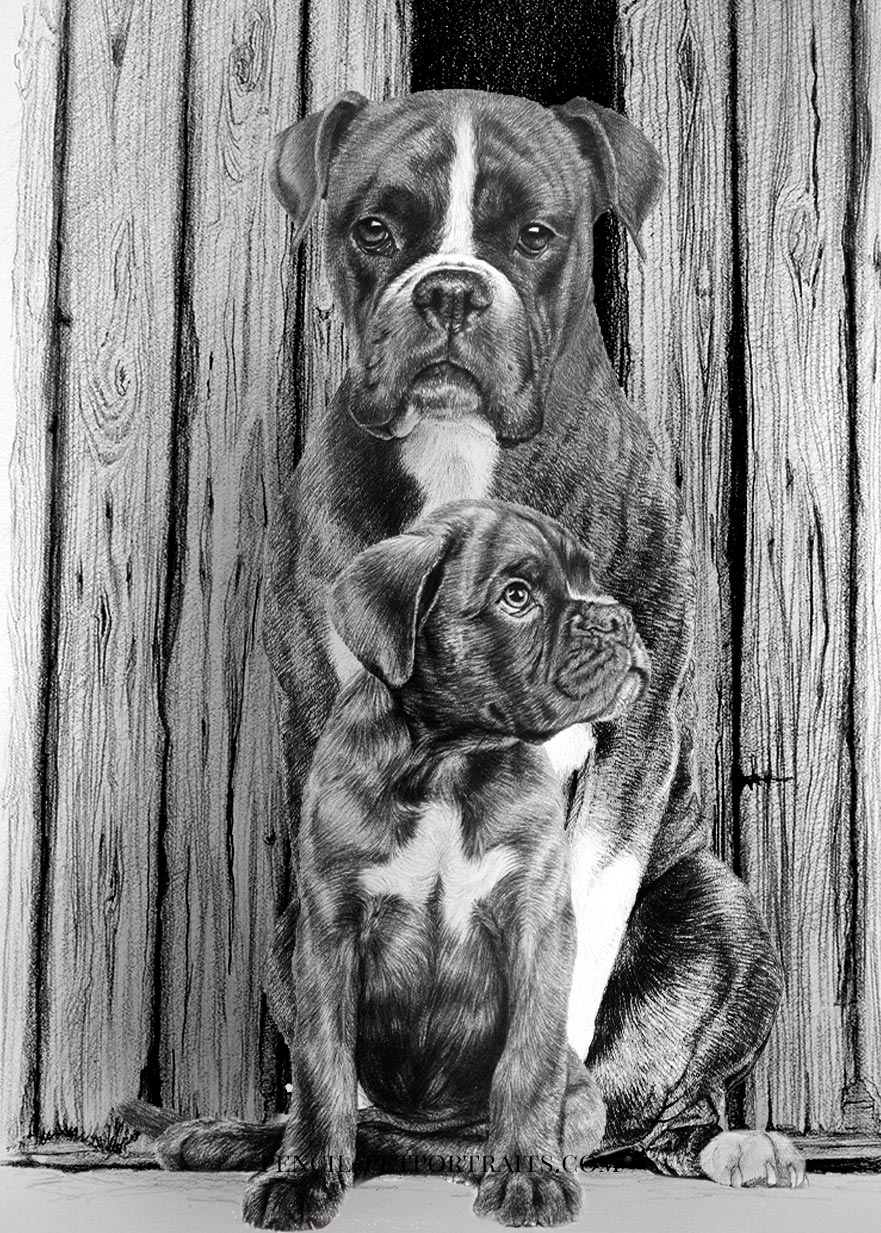 Boxer Pencil Portrait