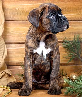 Boxer Portraits Reference Photos