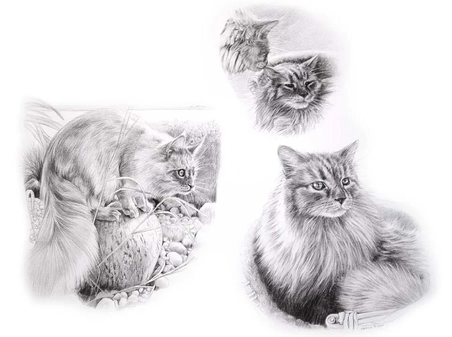 Cat Pencil Portrait