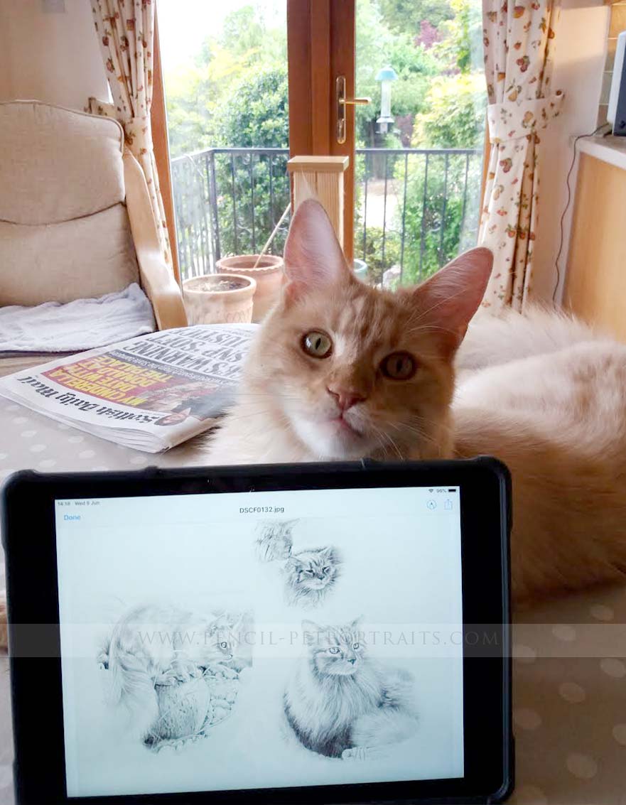 Cat Pencil Pet Portraits