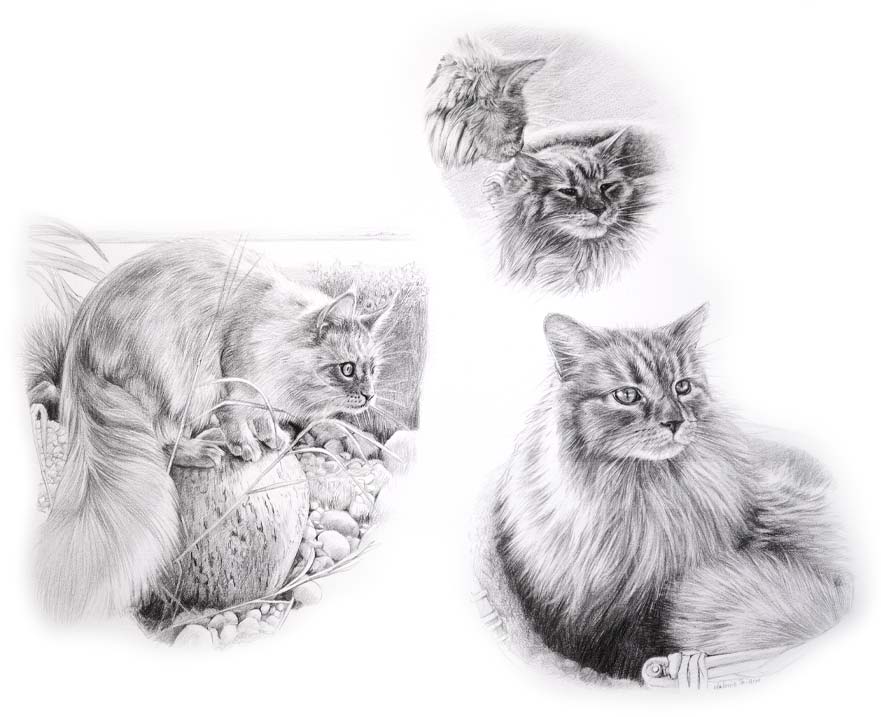 Custom Cat Portrait Montage in Pencil