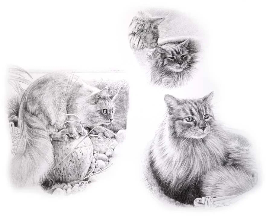 Cat Montage Portrait by Melanie Phillips