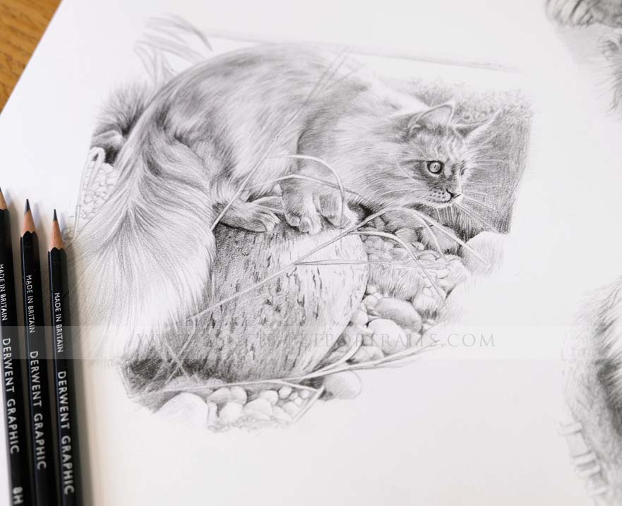 Cat Pencil Pet Portraits