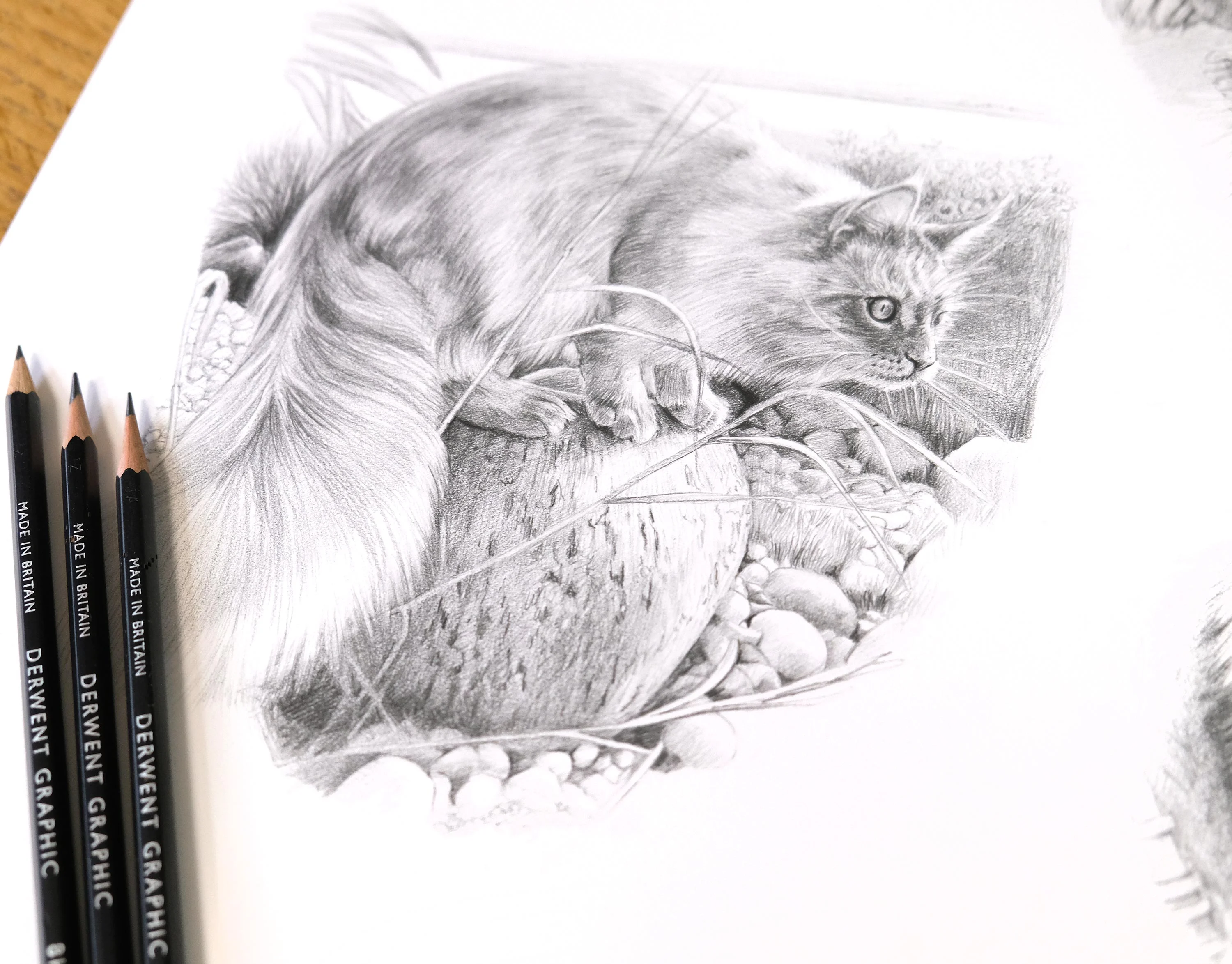 Cat Pencil Pet Portraits