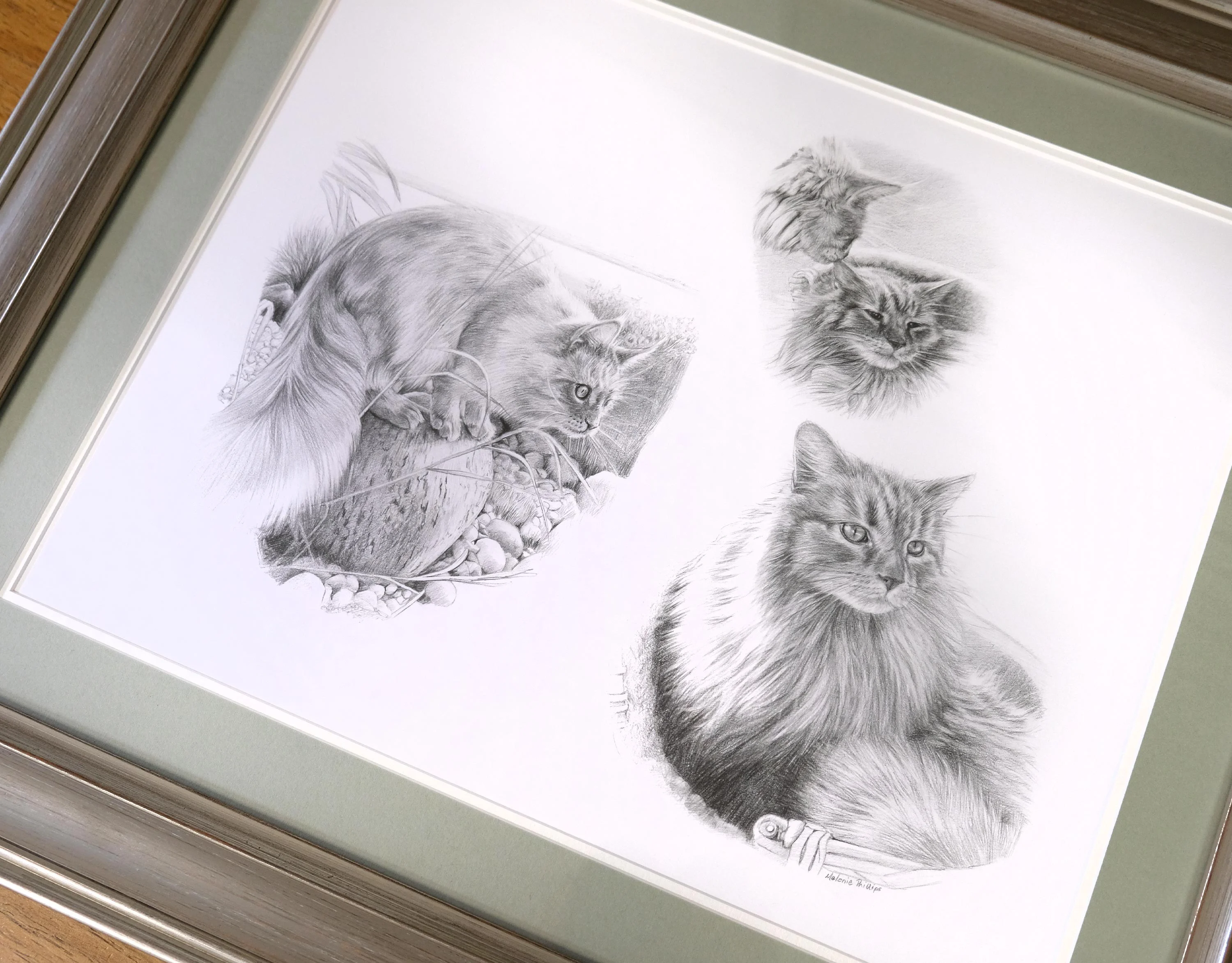 Framed Cat Portrait