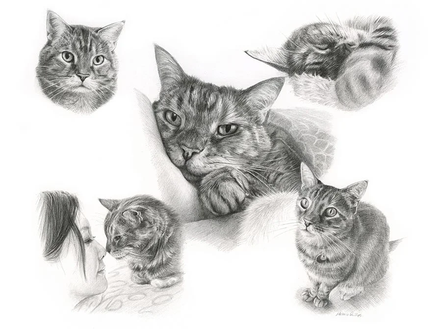 Cat Pencil Pet Portraits Montage