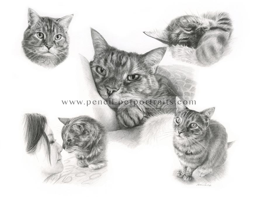 Cat Pencil Pet Portraits Montage