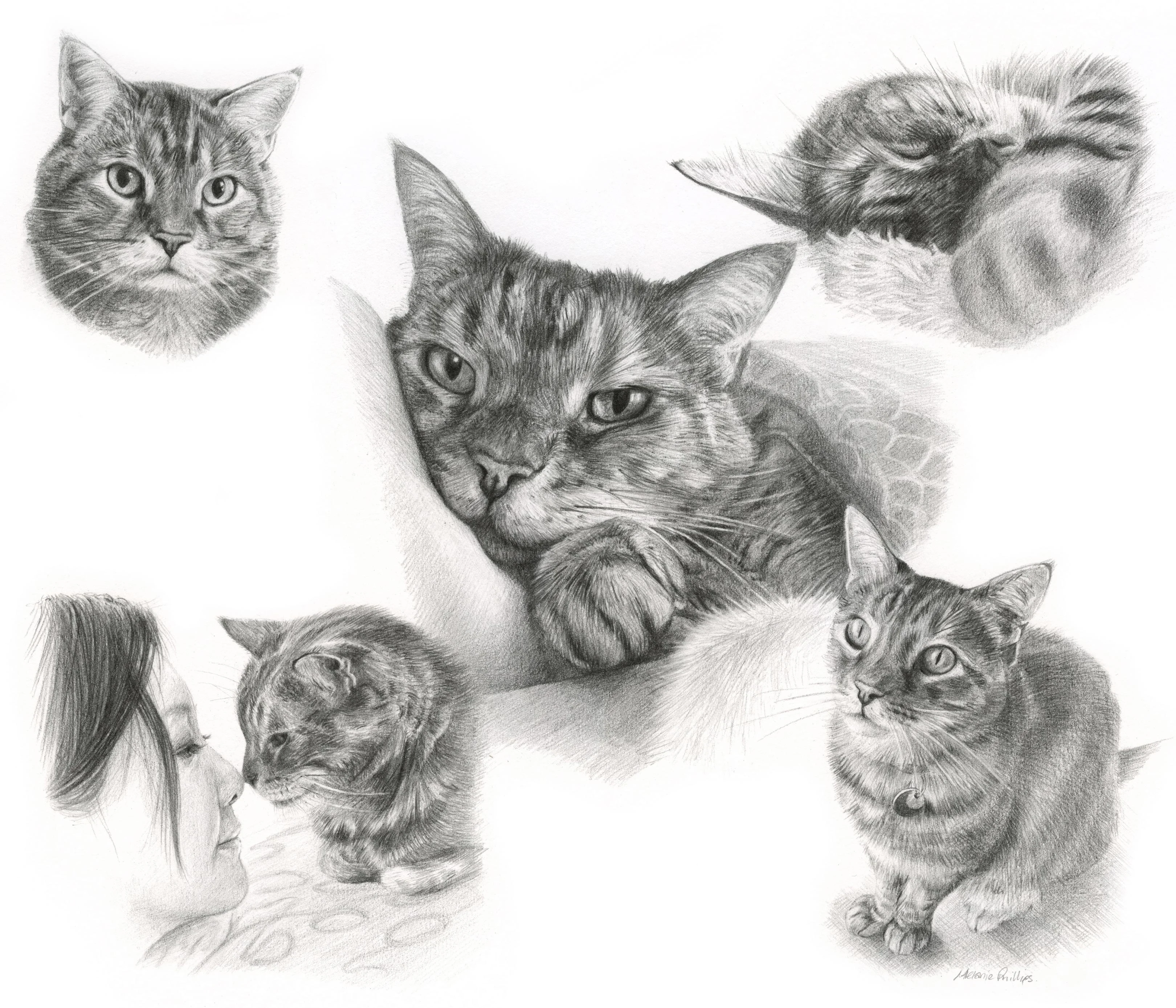 Cat Montage Portrait of Gilli by Melanie Phillips