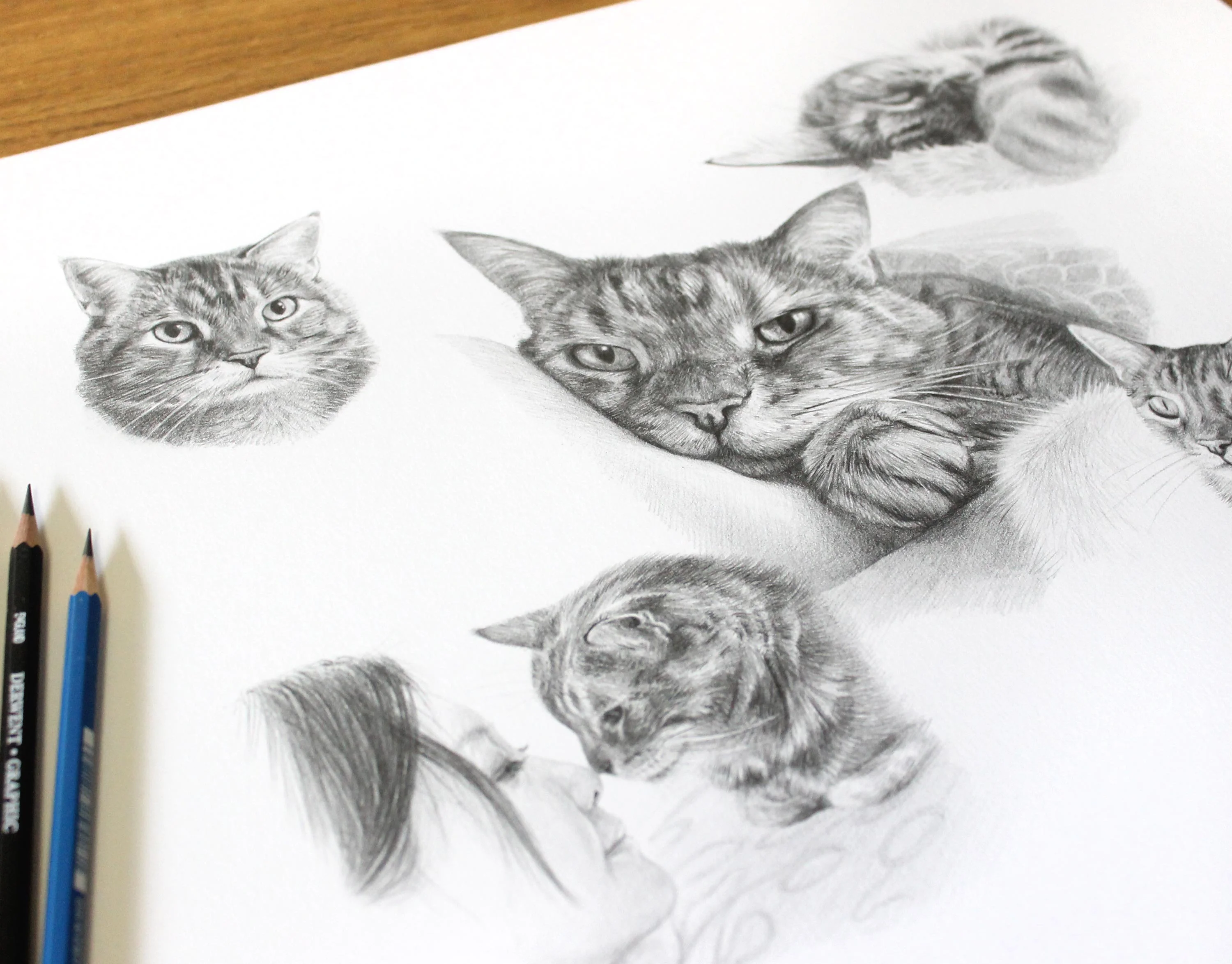 Cat Pencil Pet Portraits