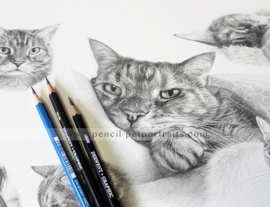 Cat Pencil Pet Portraits