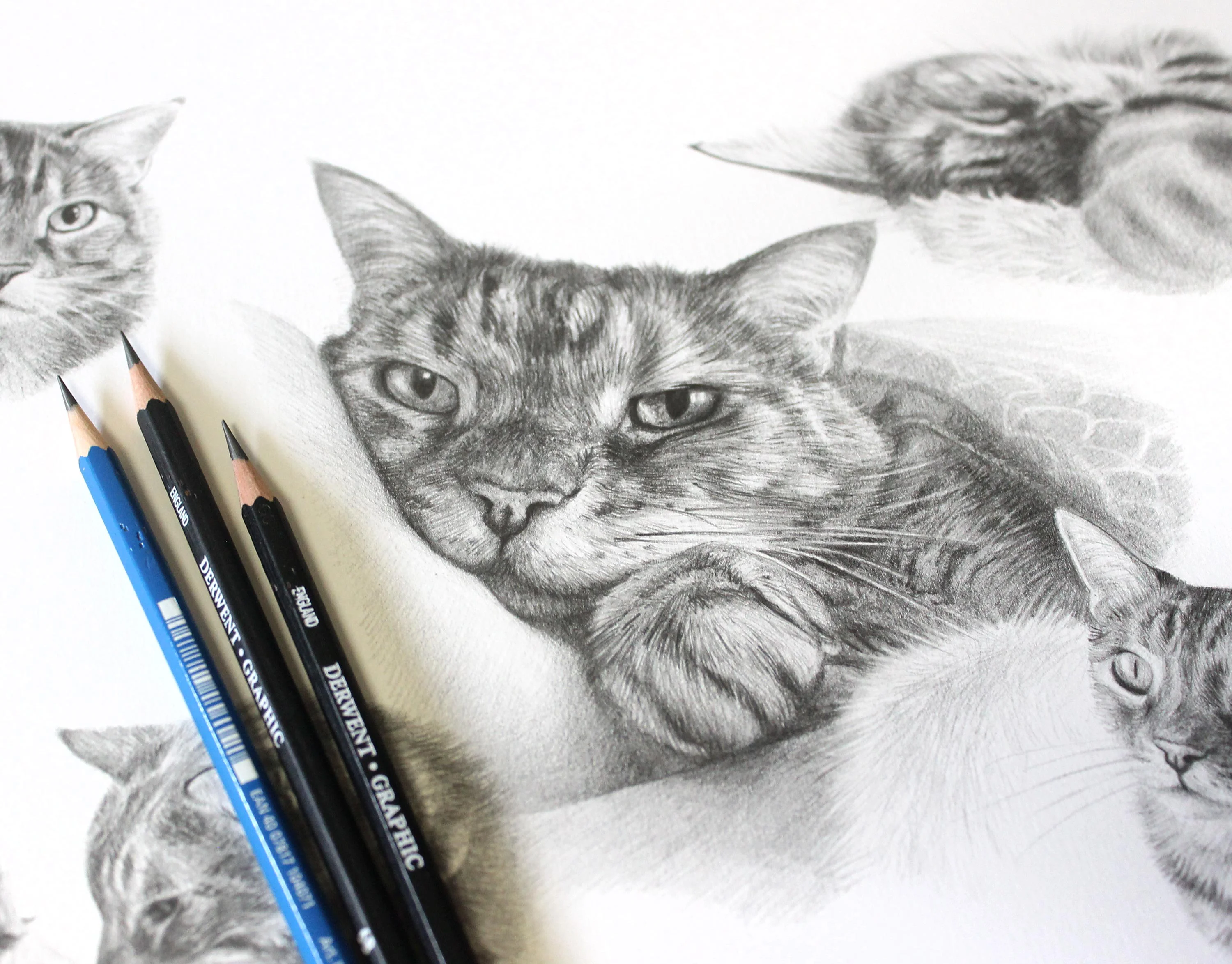 Cat Pencil Pet Portraits