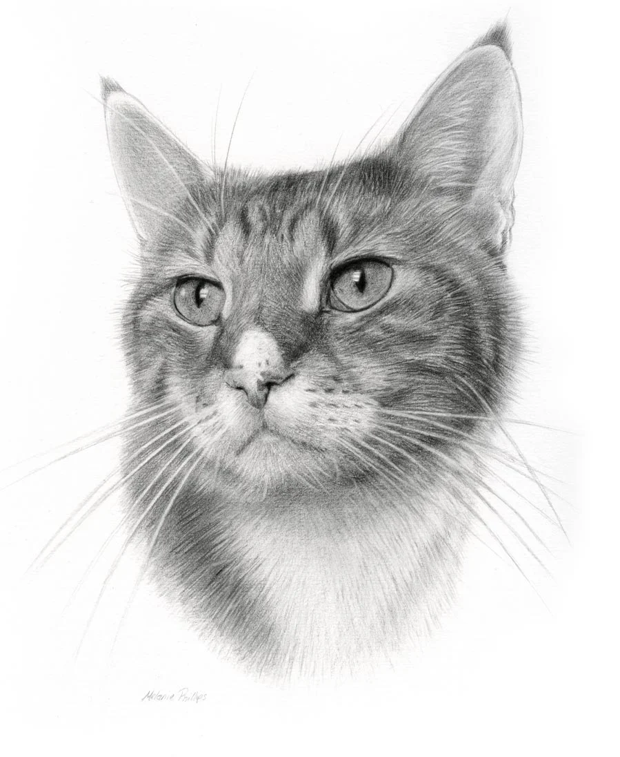 Cat Pencil Portraits