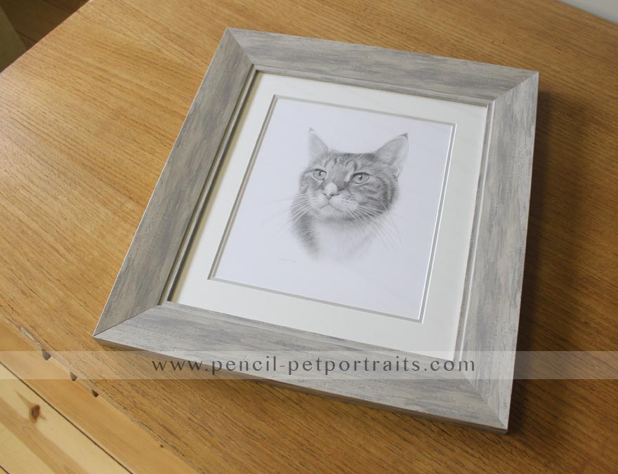 cat pet portrait