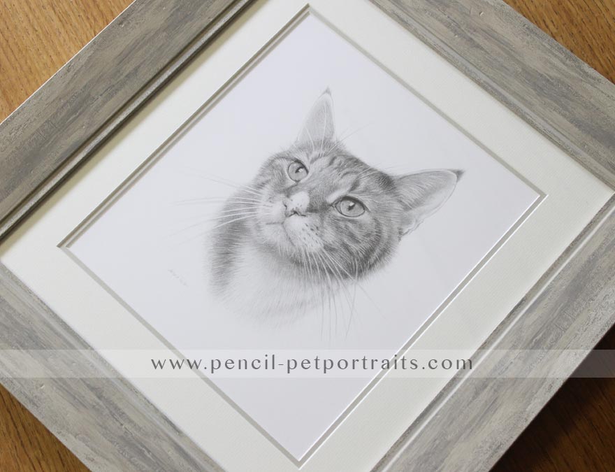 cat pet portrait