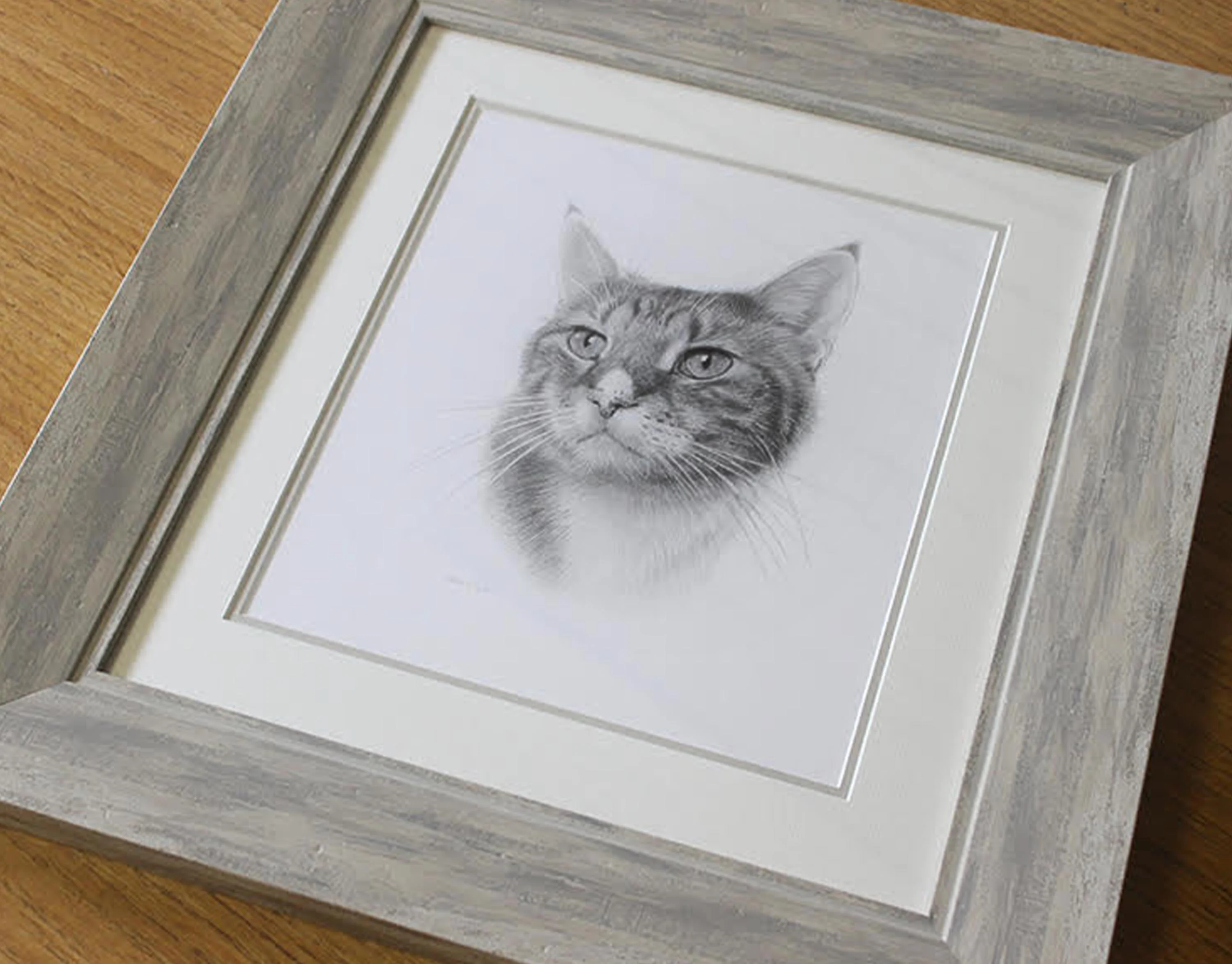 cat pet portrait