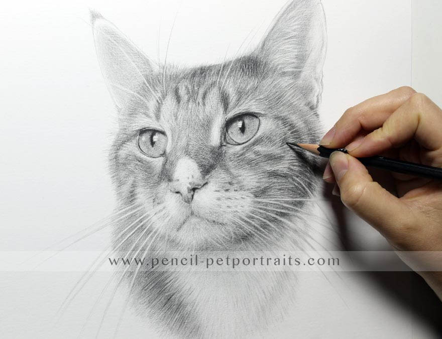 cat pet portrait