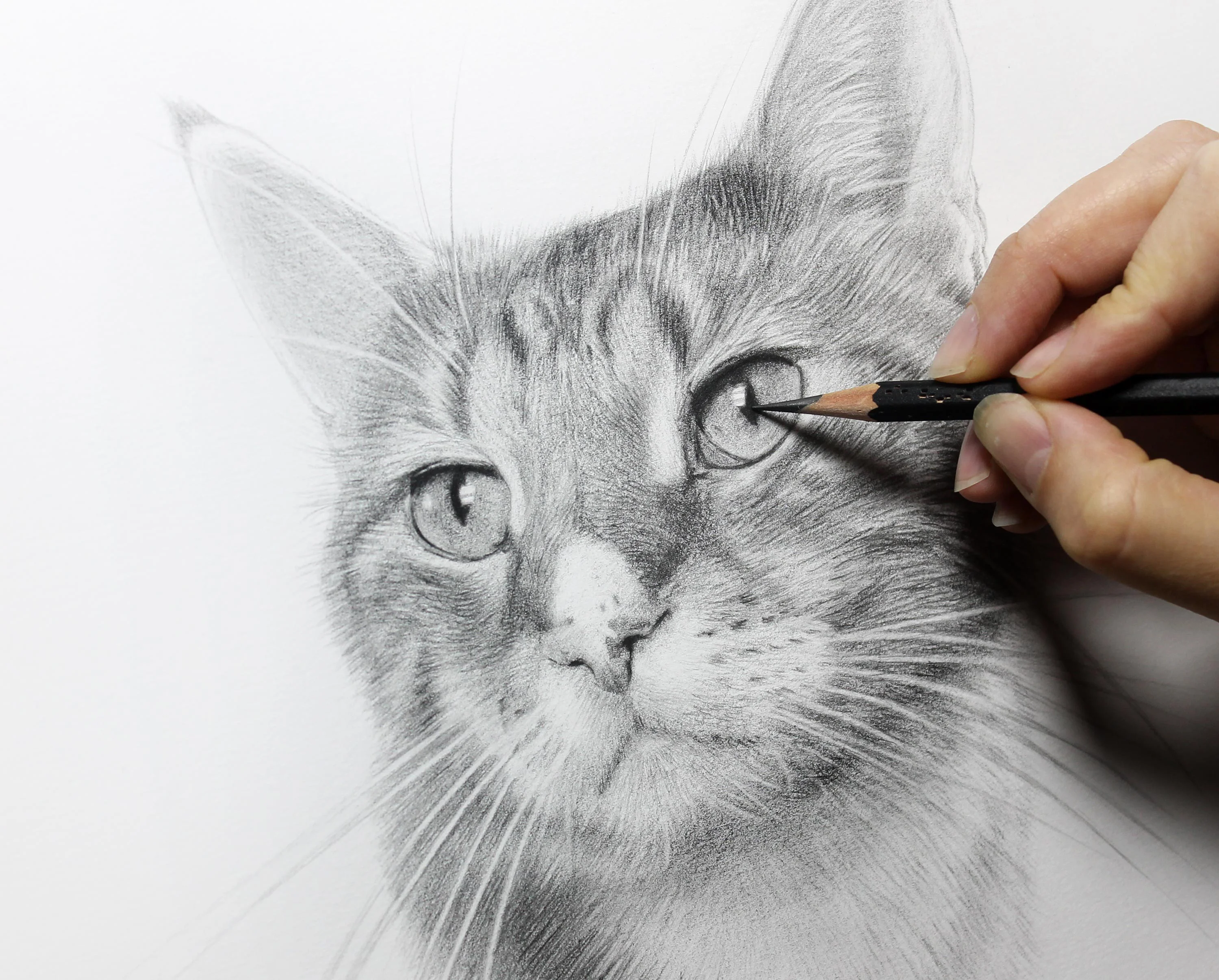 cat pet portrait