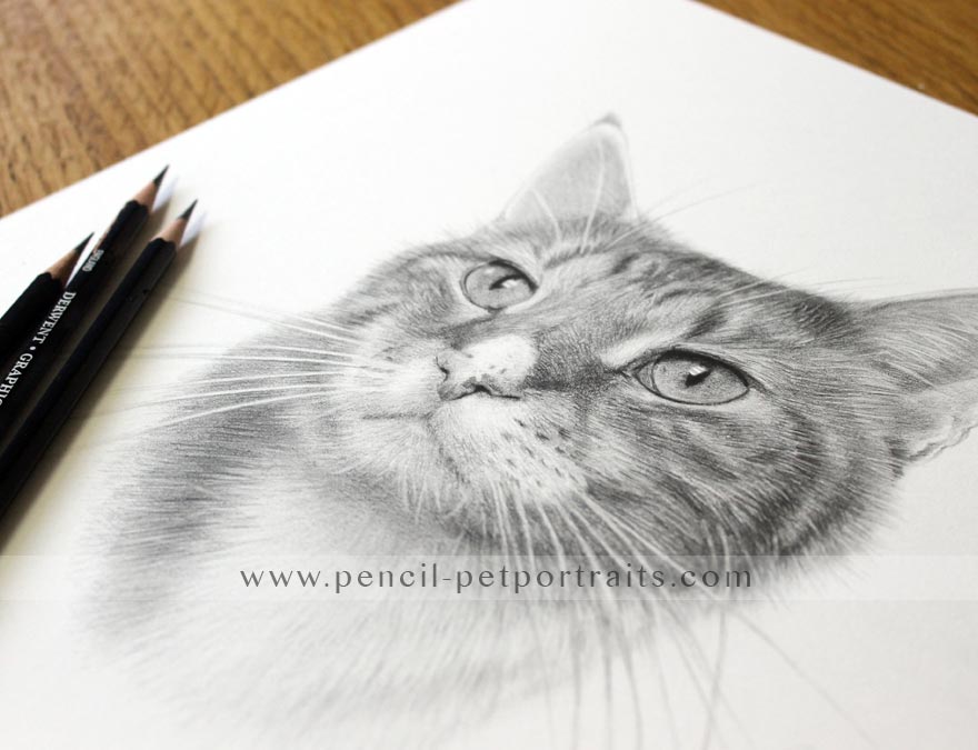 cat pet portrait