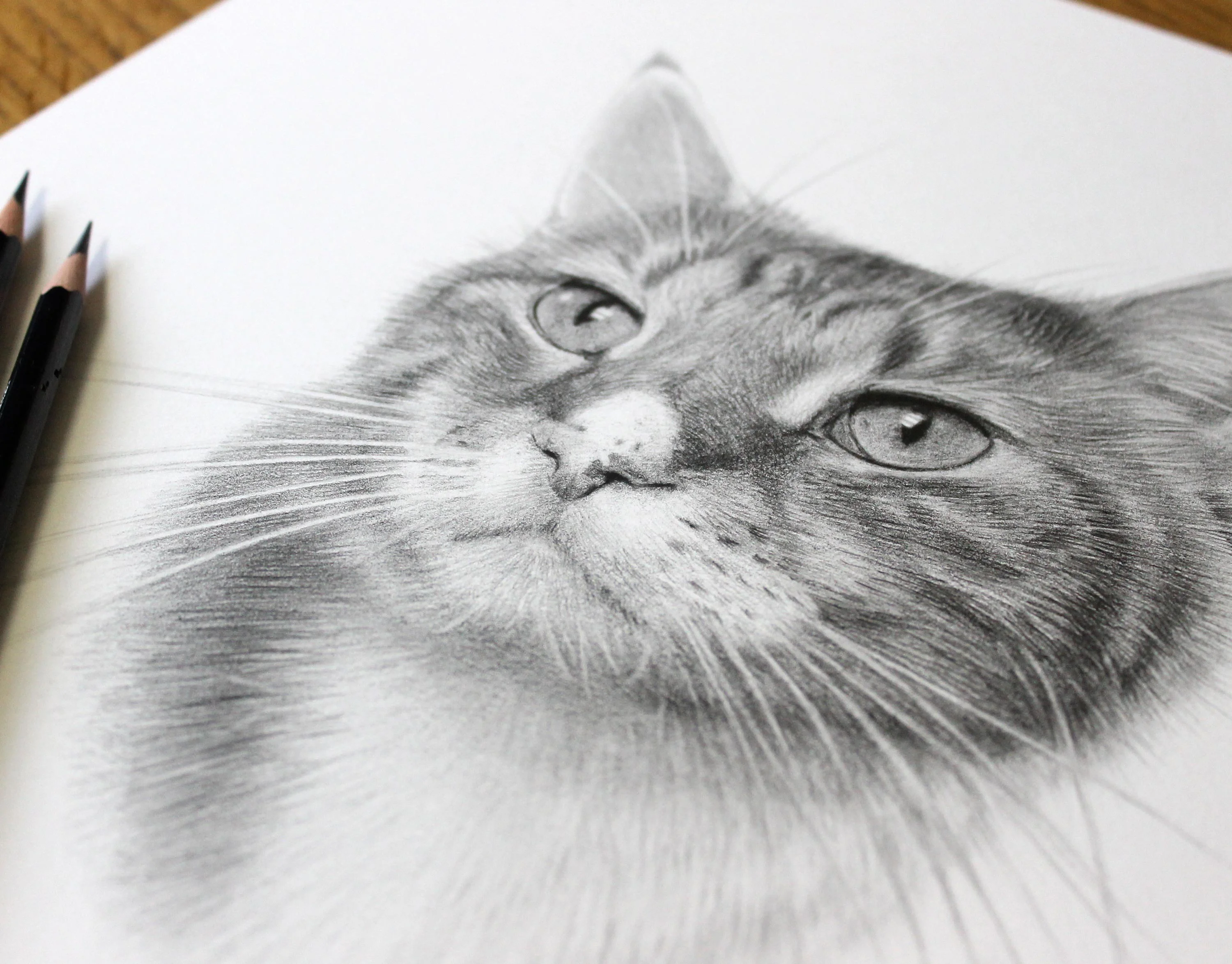 cat pet portrait