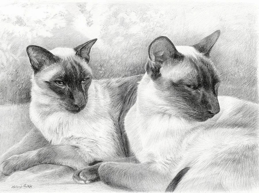 Siamese Cat Pet Portraits