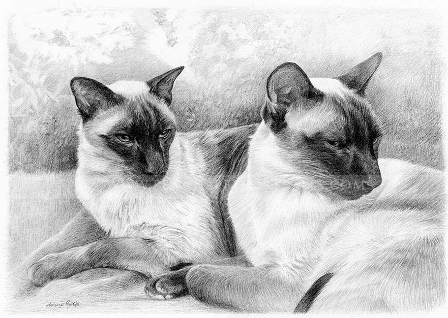 Siamese Cat Pet Portraits