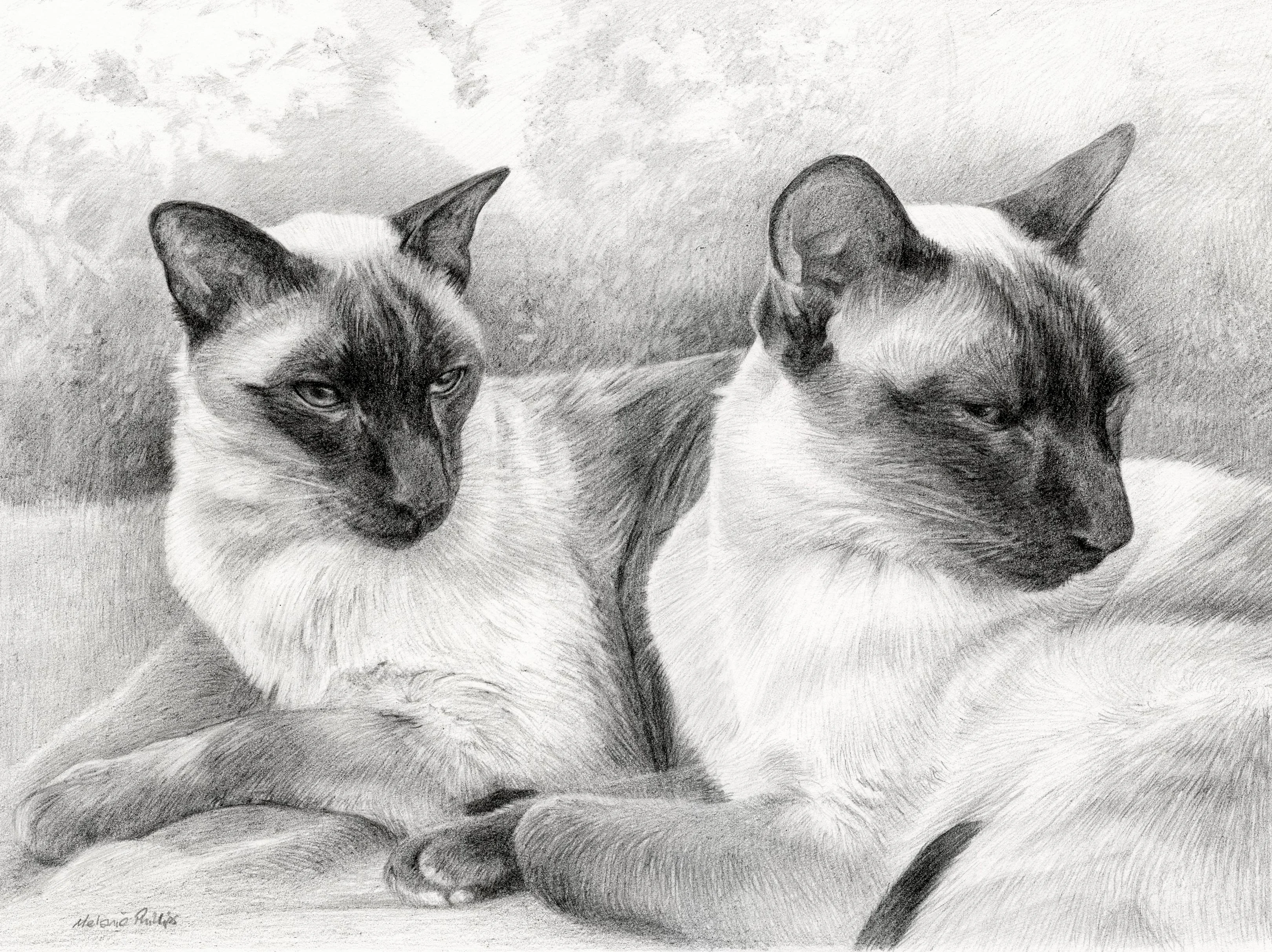 Siamese Cat Portrait of Tai and Chi by Melanie Phillips