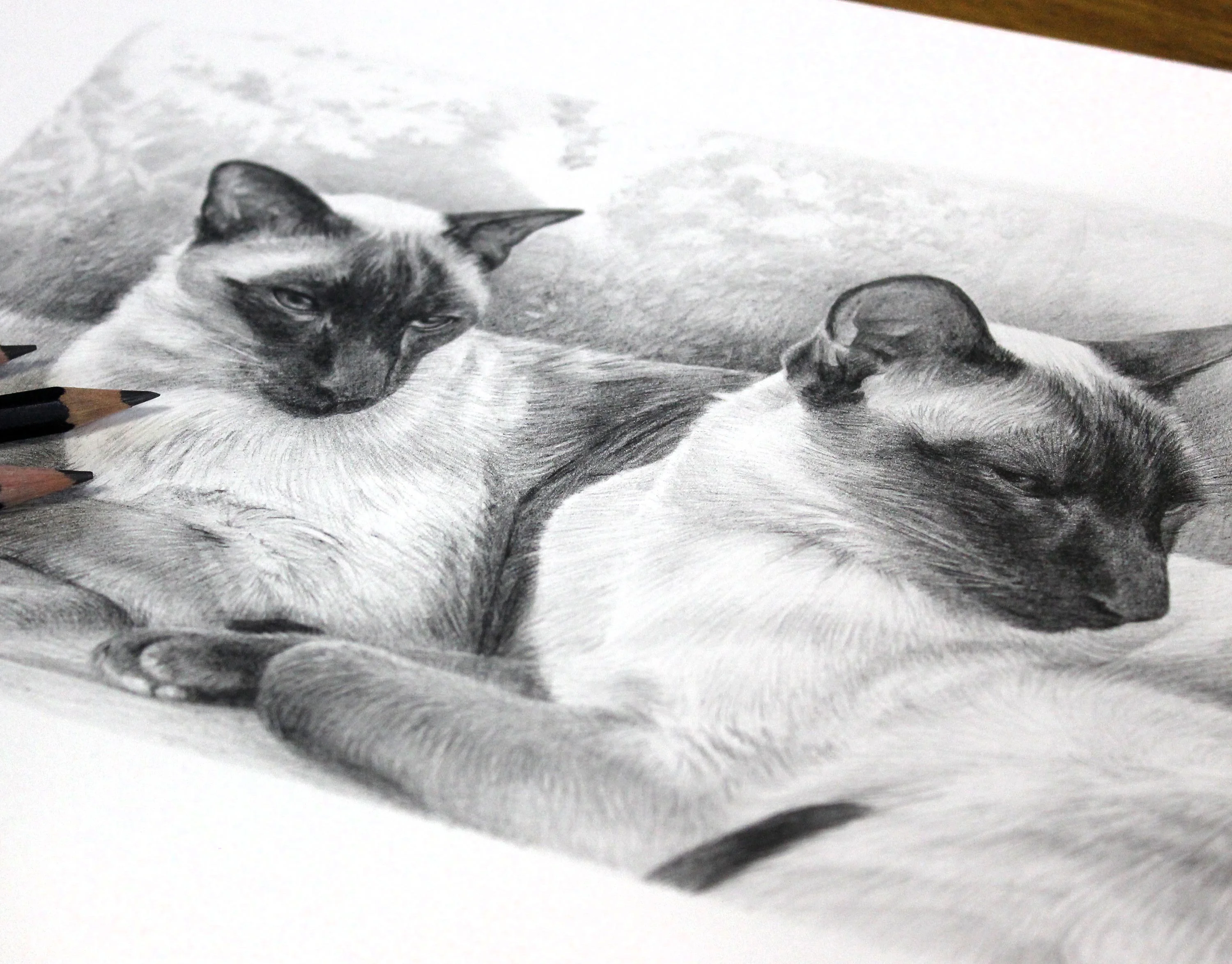 Siamese Cat Pet Portraits