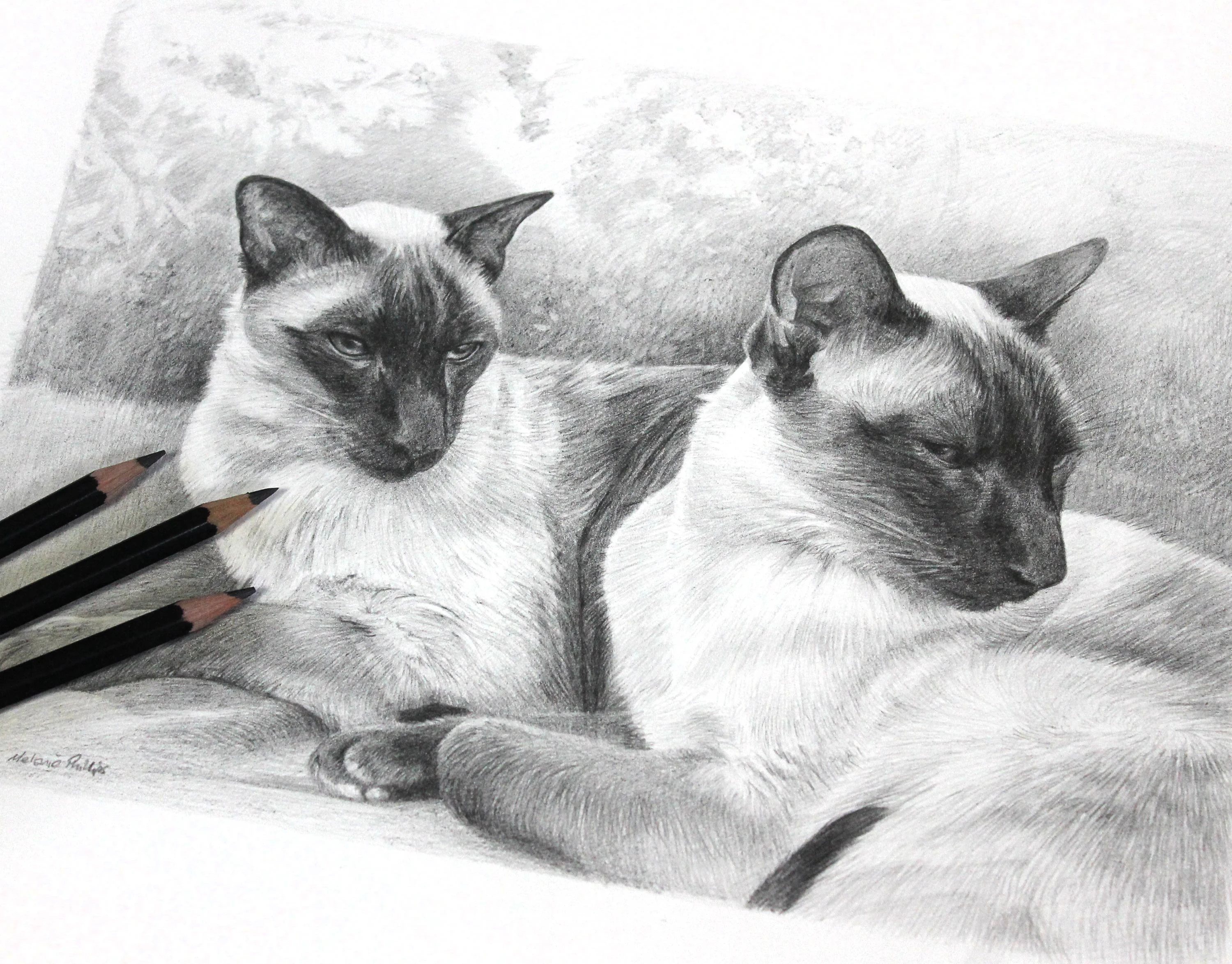 drawing of siamese cats