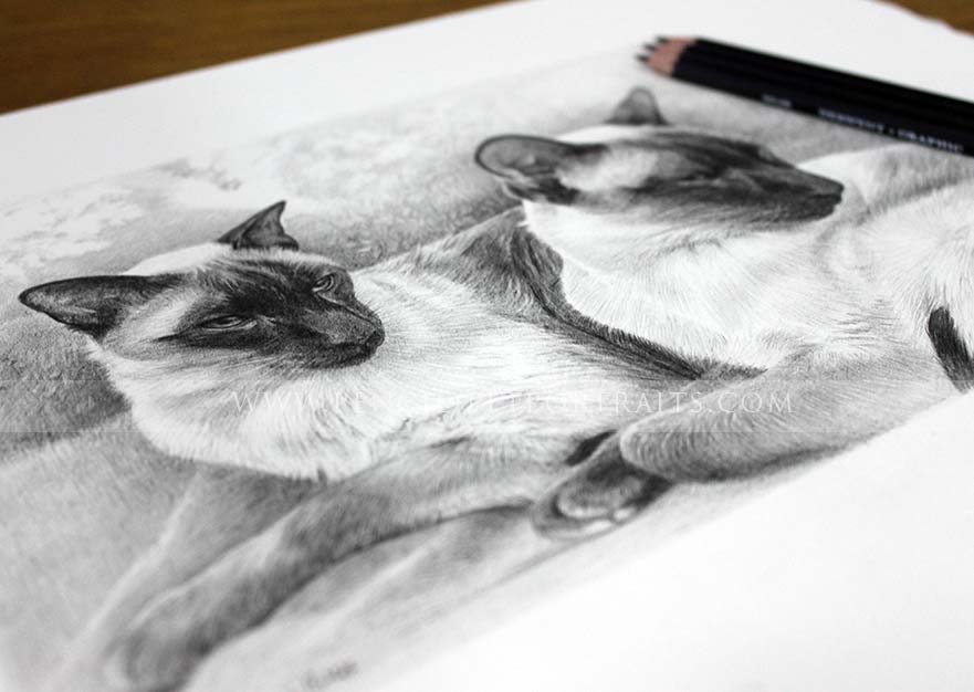 pencil pet portraits