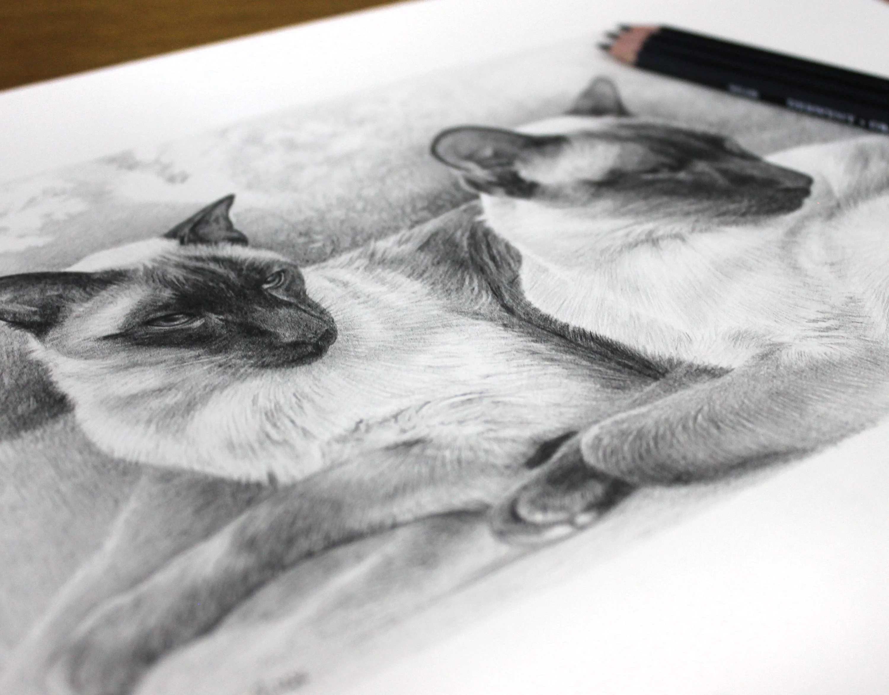 pencil pet portraits