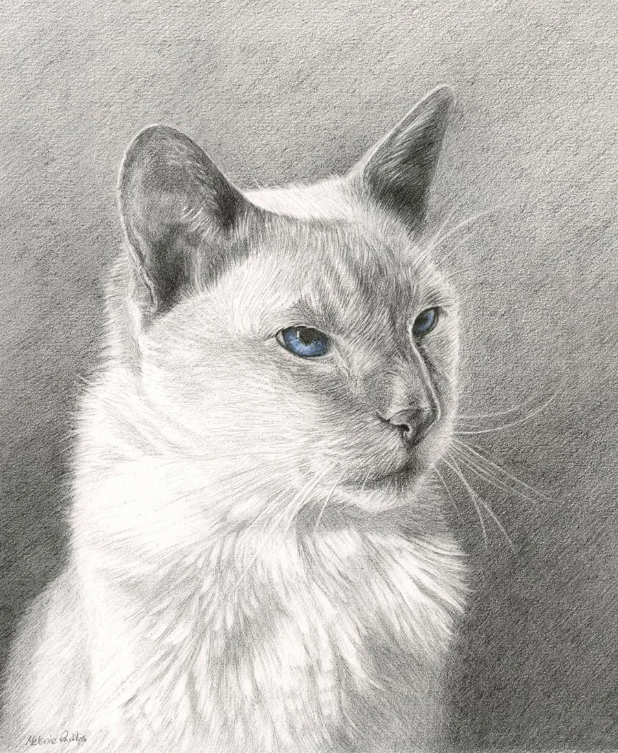 Cat Pet Portraits