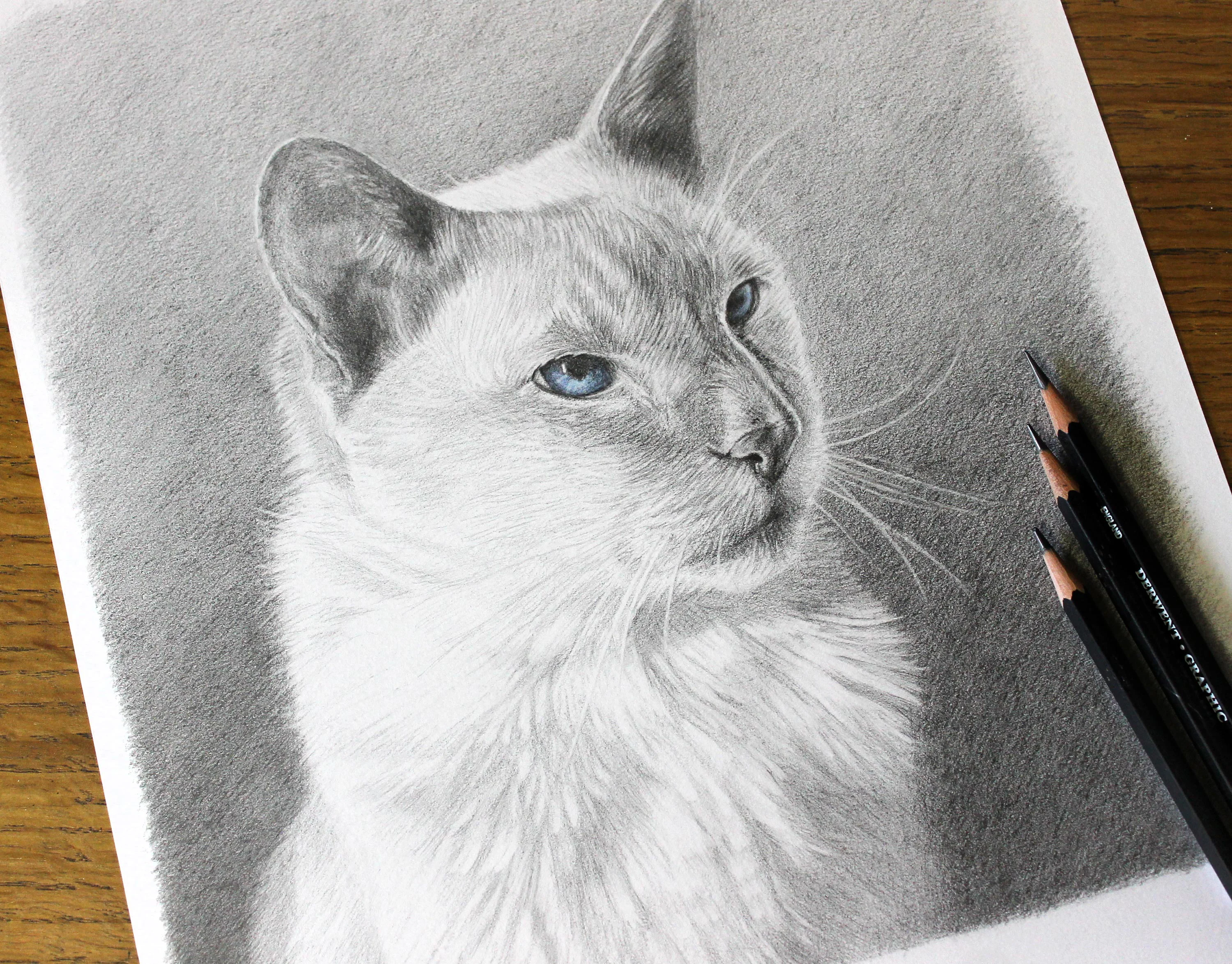 cat portraits