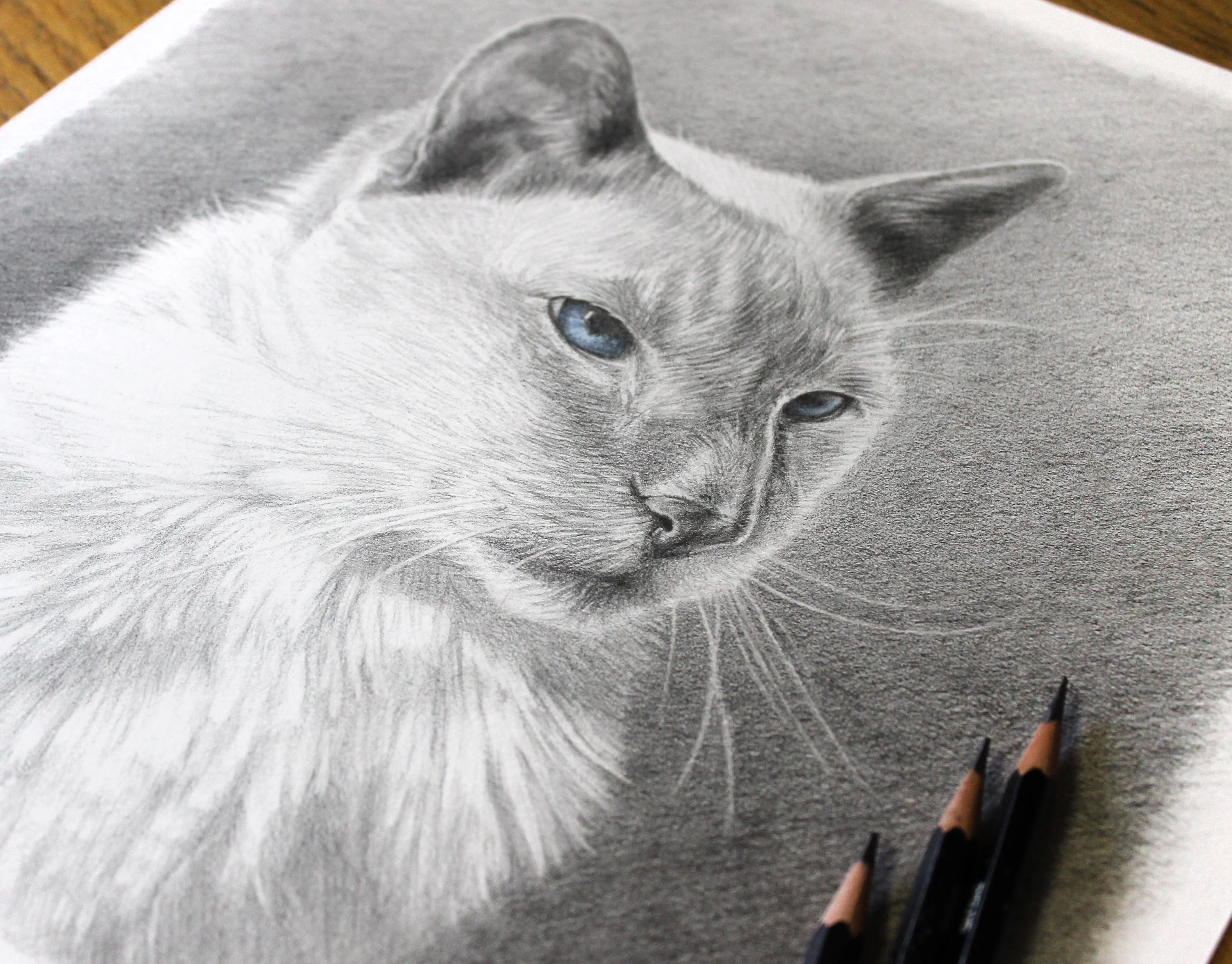 cat portraits